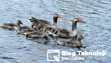 Karma Gerçeklik: Sanal Dünyalarda Gerçek Hisler